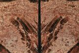 Tall, Arizona Petrified Wood Bookends - Red & Black #199132-2